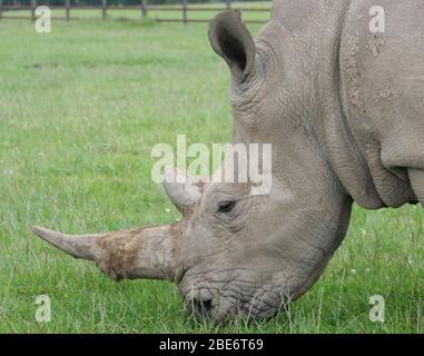 Weiße Nashornnashörner grasen Nahaufnahme der Kopfansicht (Ceratotherium simum) Stockfoto