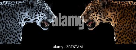 Wilder Leopard, jaguar, Geparde, auf schwarzem Hintergrund, horizontales Foto Stockfoto