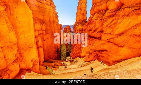 Der Wall Street Wanderpfad durch die Vermilion Coloured Pinnacles und Hoodoos im Bryce Canyon National Park, Utah, USA Stockfoto