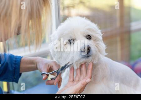 Schneidekopf des niedlichen West Highland White Terrier, der auf die Kamera schaut. Stockfoto