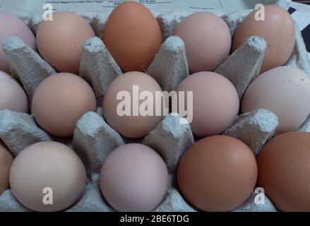 Eier von Freilandhennen im Garten. GROSSBRITANNIEN Stockfoto