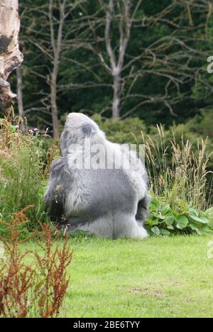 Silverback Berggorilla beringei auf Grasbank mit Rücken zur Kamera sitzend Stockfoto