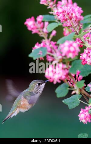 Weiblicher Anna-Kolibri (Calypte anna) schwebt, um von rosa blühenden Johannisbeerblüten, Snohomish, Washington, USA zu ernähren Stockfoto