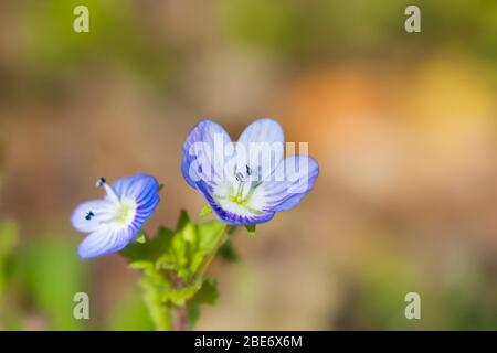 Ein blühiger Wandschnellbrunnen (veronica arvensis) in einem Feld im Norden Portugals Stockfoto