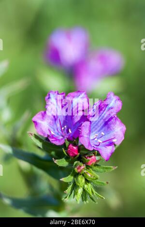 Eine Nahaufnahme der Blüten von Echium plantagineum, die im Norden Portugals als als Purpurviper-bugloss oder Paterson-Fluch bekannt sind. Stockfoto