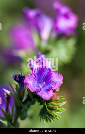 Eine Nahaufnahme der Blüten von Echium plantagineum, die im Norden Portugals als als Purpurviper-bugloss oder Paterson-Fluch bekannt sind. Stockfoto