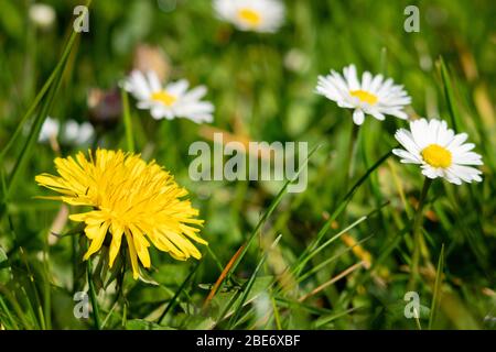Blüte des Birnenbaums, Nahaufnahme/Makro. Ein Löwenzahn unter Gänseblümchen. Frühling im Garten meines Vaters. Burst, Erpe-Mere, Belgien. Stockfoto