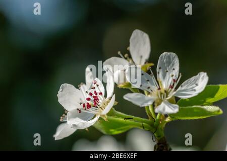 Birnenblüten Blütenköpfe - Bokeh. Frühling im Garten meines Vaters. Burst, Erpe-Mere, Belgien. Stockfoto