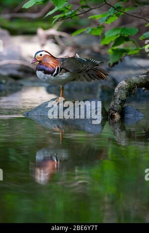 Männliche Madarin-Ente, Aix galericulata, am Ufer des Wassers, Wyre Forest, Worcestershire UK Stockfoto