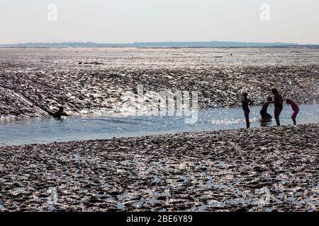 Familie, die bei Ebbe im Wasser im Schlamm spielt, Leigh-on-Sea, Essex, Großbritannien Stockfoto