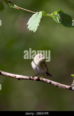 Chiff-Chaff, Phylloscopus collybita, Wyre Forest, Worcestershire, Großbritannien Stockfoto