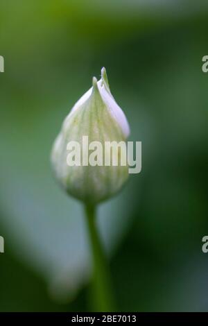 Ramson, (Allium ursinum) wilder Knoblauch, Knospe Öffnung, um weiße Blume zu offenbaren, Worcestershire, Großbritannien Stockfoto