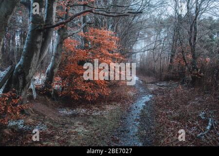 Winter Pfad in der Schottischen Wald, auf die Bäume einem Ausgetrockneten helles Laub, Glasgow, Vereinigtes Königreich Stockfoto