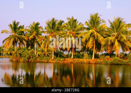 Blick auf die üppigen Kokospalmen in der Nähe eines Rückwassers See, schöne tropische Ort natürliche Landschaft Hintergrund, kerala indien Stockfoto