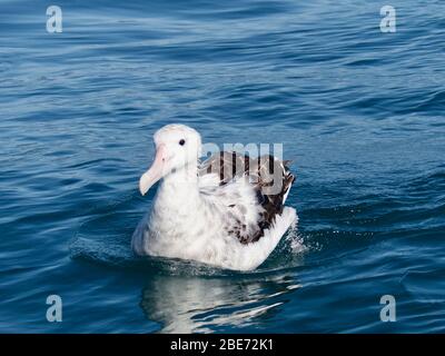 Wanderalbatros (Diomedea exulans) saßen in ruhigen Gewässern vor der Küste von Kaikoura Stockfoto