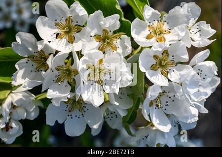 Weiße Blüte der Concorde Birnen an einem sonnigen Frühlingstag. Stockfoto