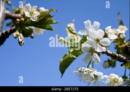 Zarte weiße Kirschblüte im Frühling. Stockfoto