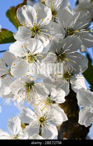 Zarte weiße Kirschblüte im Frühling. Stockfoto