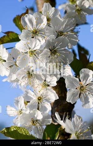 Zarte weiße Kirschblüte im Frühling. Stockfoto