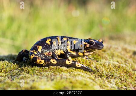 Ein Feuersalamander (Salamandra salamandra) fotografiert in Serra da Estrela (Portugal). Stockfoto