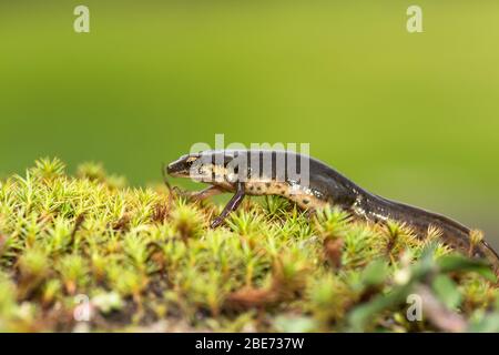 Ein Palmatmolch (Lissotriton helveticus) hat in Arcos de Valdevez, im Norden Portugals, gechampt. Stockfoto