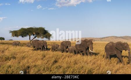 Eine Elefantenherde in einer einzigen Feile nähert sich dem serengeti Nationalpark in tansania Stockfoto