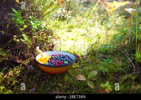 Heidelbeeren und Preiselbeeren mit Pfifferlingspilz in Schale auf zwischen Moos & Beerenpflanzen, beleuchtet von Sonnenlicht. Bio-Lebensmittel im Wald aufgenommen. Stockfoto