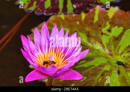 Nahaufnahme einer Honigbiene, die auf einer Seerosenblüte sitzt. Stockfoto