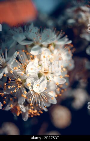 Pflaume weiße Blumen auf Baumzweig im Frühling bei Sonnenuntergang dramatisches Licht Stockfoto