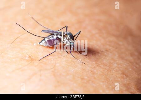 Moskito gesaugt Blut auf die menschliche Haut. Saison der Moskitos. Grippe und Fieber Dengue. Stockfoto