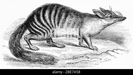 Gravur eines Numbat (Myrmecobius fasciatus), eines in Westaustralien heimischen Insektenfressens. Die Art ist auch als Noombat oder Walpurti bekannt. Seine Ernährung besteht fast ausschließlich aus Termiten. Einst in Südaustralien verbreitet, ist sein Angebot jetzt auf mehrere kleine Kolonien beschränkt und gilt als gefährdete Art. Stockfoto