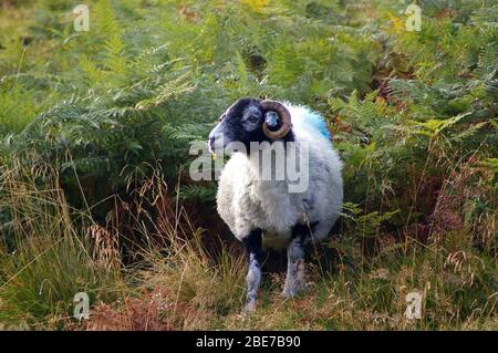 Schafe, die ihr bevorzugtes Profil für ein Bild inmitten der Farne am Rande einer Straße in den Yorkshire Dales zeigen Stockfoto