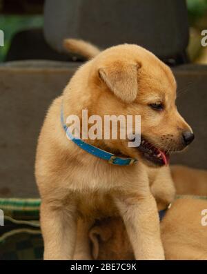 Hunde, die tierärztliche Betreuung benötigen Stockfoto