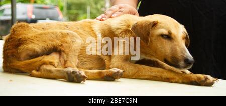 Hunde, die tierärztliche Betreuung benötigen Stockfoto