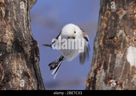 Aegithalos Caudatus Japoncus Stockfoto