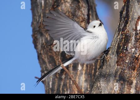 Aegithalos Caudatus Japoncus Stockfoto