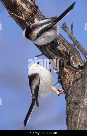 Aegithalos Caudatus Japoncus Stockfoto