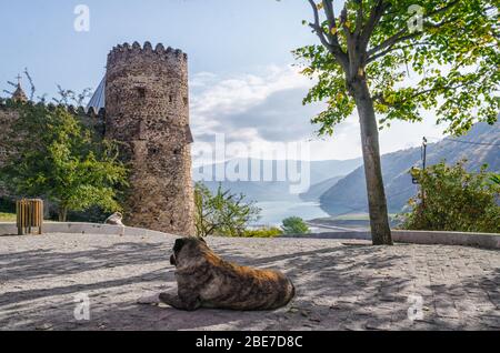 Zwei Hunde warten auf Menschen auf dem Hintergrund des Stausees von Zhinvali und der Festung Ananuri in Georgien Stockfoto