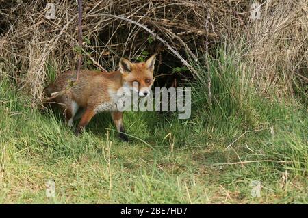 Ein herrlicher wilder Rotfuchs, Vulpes vulpes, der aus seiner Höhle auftaucht, um auf die Jagd zu gehen. Stockfoto