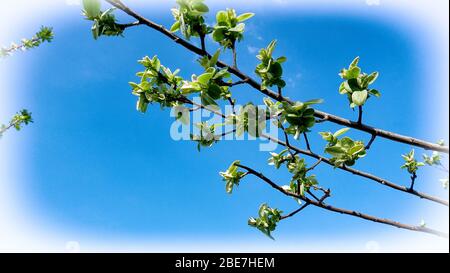 Brunches im Frühling Stockfoto