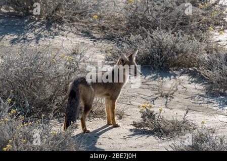 Südamerikanischer Graufuchs, (Lycalopex griseus), Patagonischer Fuchs oder chilla in Patagonien, Argentinien Stockfoto