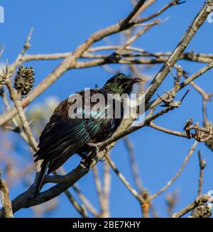 TUI Vogel an einem klaren sonnigen Tag auf einer Filiale Stockfoto