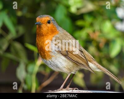 Ein Robin, der auf dem Arm eines Stuhls in einem Garten thront Stockfoto