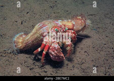 Anemone-Einsiedlerkrabbe (Dardanus pedunculatus) mit parasitären Anemonen (Calliactis parasitica) auf seiner Schale, Camuguin, Philippinen Stockfoto