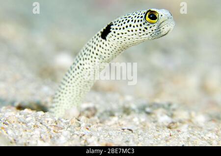 Gefleckter Gartenael (Heteroconger hassi), Salomonen Stockfoto