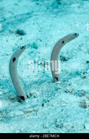 Spotted Garden Eel (Heteroconger hassi), Ari-Atoll, Malediven Inseln Stockfoto