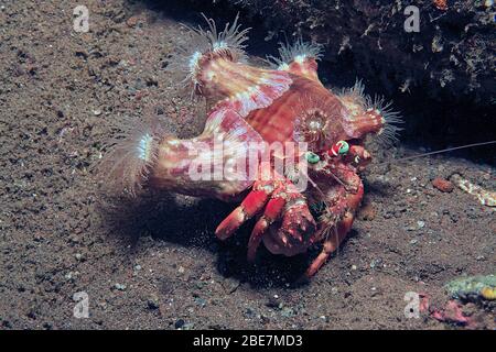 Anemone-Einsiedlerkrabbe (Dardanus pedunculatus) mit parasitären Anemonen (Calliactis parasitica) auf seiner Schale, Camuguin, Philippinen Stockfoto