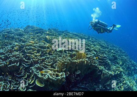 Taucher in einem Korallenriff mit dominierenden Montipora Korallen (Acroporidae), Mindanao, Philippinen Stockfoto