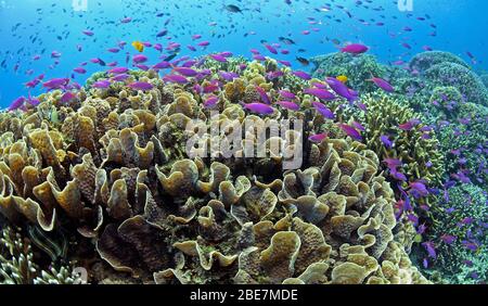 Yellowback Anthias auf der Fahrt über Montipora Korallen (Acroporidae), Mindanao, Philippinen Stockfoto