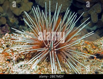 Hatpin-Urchin (Echinothrix calamaris), lange scharfe Stacheln, Moalboal, Cebu, Visayas, Philippinen Stockfoto